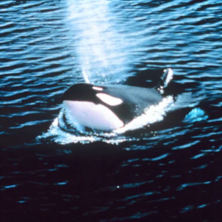 Killer Whale