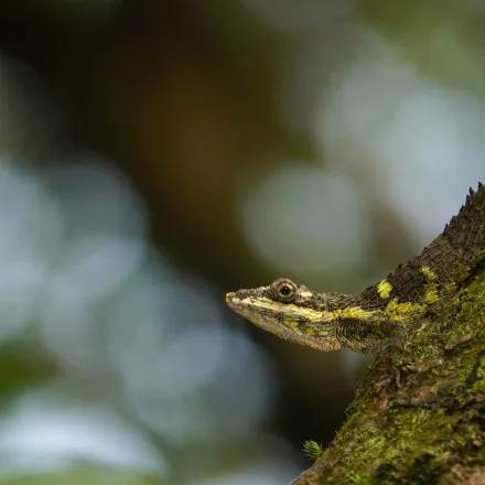 Knuckles Pygmy Lizard
