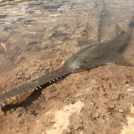 A largetooth sawfish in the shallows of a tropical river, toothed rostrum clearly visible