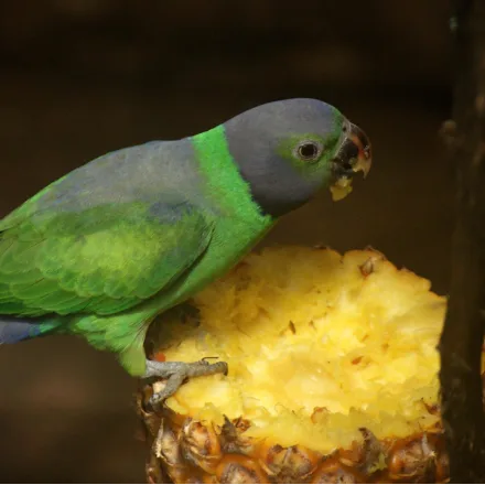 Layard's Parakeet