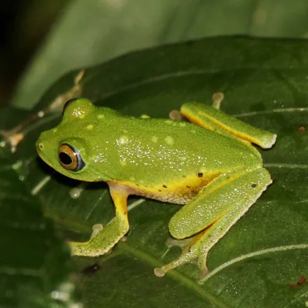 Leaf-nesting Shrub Frog