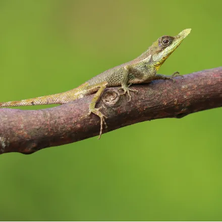 Leaf-nosed Lizard