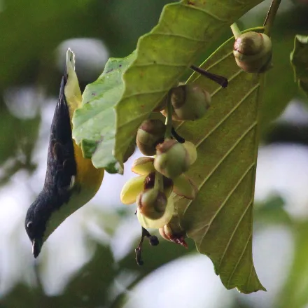 Legge's Flowerpecker