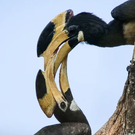 Malabar Pied Hornbill
