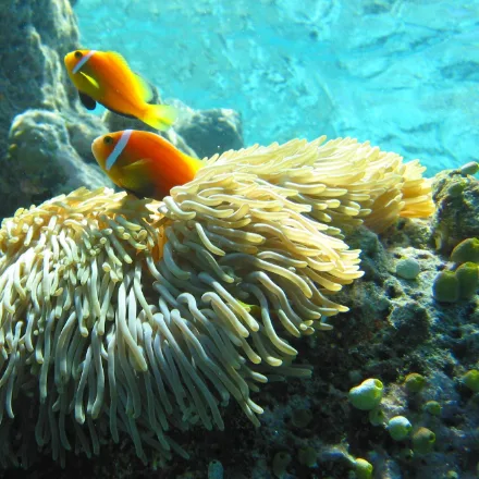 Maldives Anemonefish in Sri Lanka