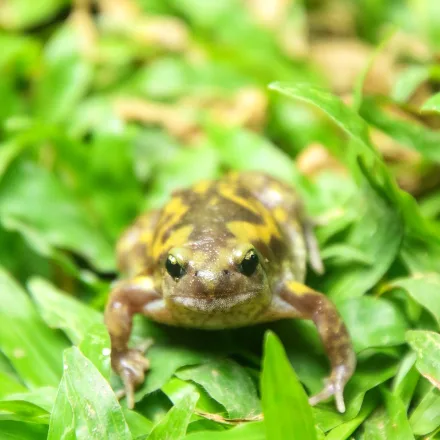 Marbled Balloon Frog