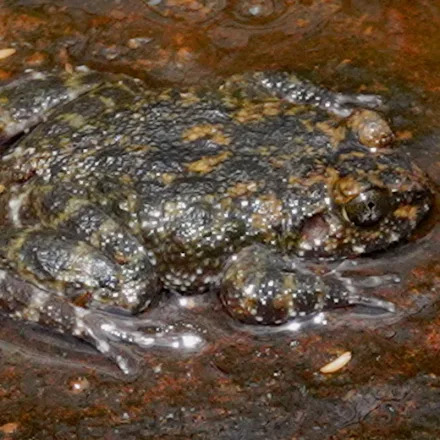 Marbled Rock Frog