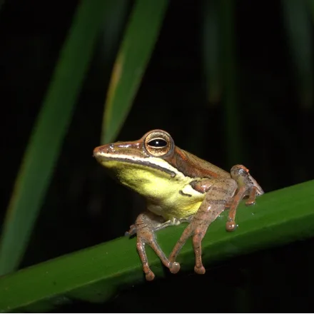 Montane Hourglass Tree Frog