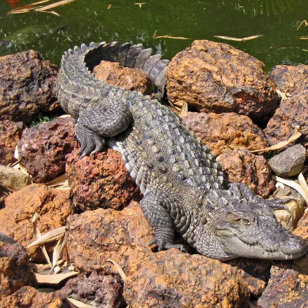 Mugger Crocodile