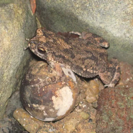 Noellert's Toad