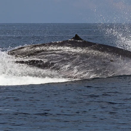 An Omura's whale breaking the surface in open sea