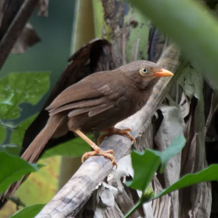 Orange-billed Babbler