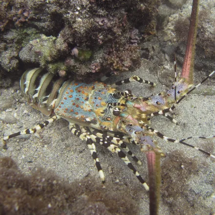 Ornate Spiny Lobster