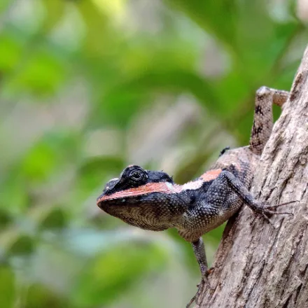 Painted-lip Lizard