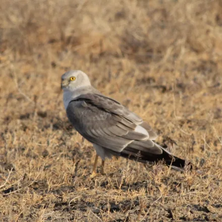Pallid Harrier