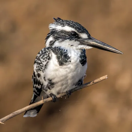 Pied Kingfisher