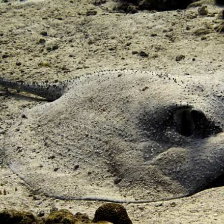 A porcupine ray resting on sand, its denticle-studded disc clearly visible