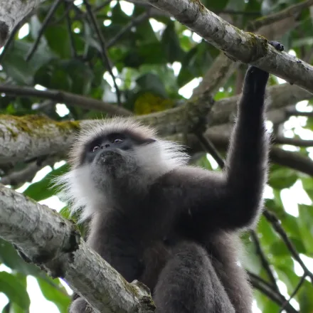 Purple-faced Langur