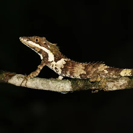 Pygmy Lizard
