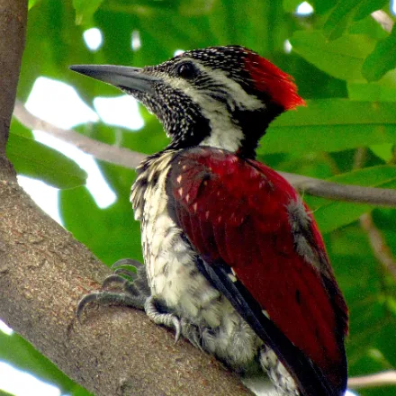 Red-backed Flameback