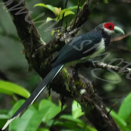Red-faced Malkoha