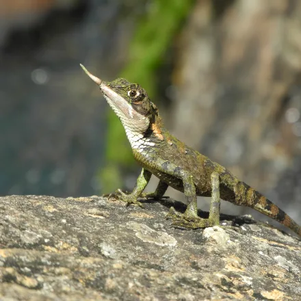 Rhino-horned Lizard