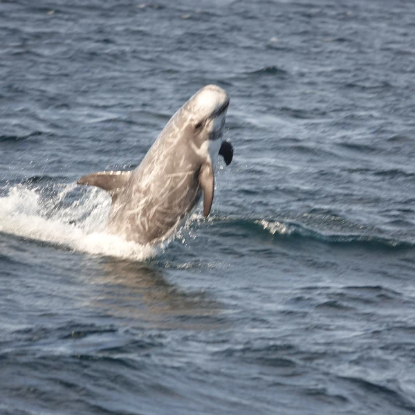 Risso's Dolphin surfacing, a pale scarred grey dolphin with a blunt head breaking the surface