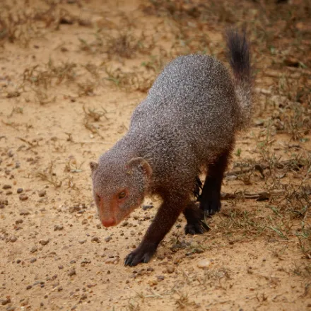 Ruddy Mongoose