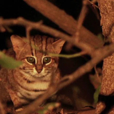 Rusty-spotted Cat