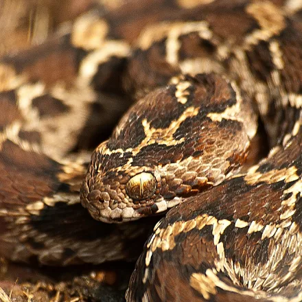 Saw-scaled Viper