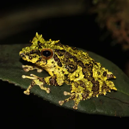 Schmarda's Shrub Frog
