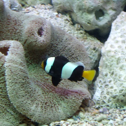Sebae Anemonefish