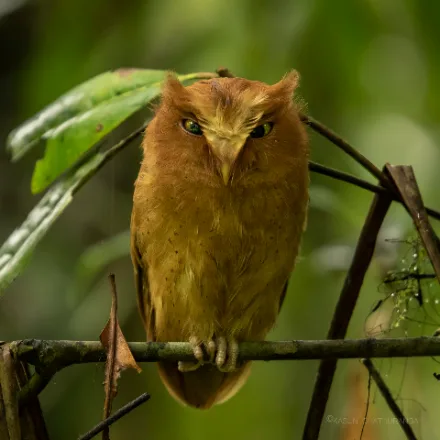 Serendib Scops Owl
