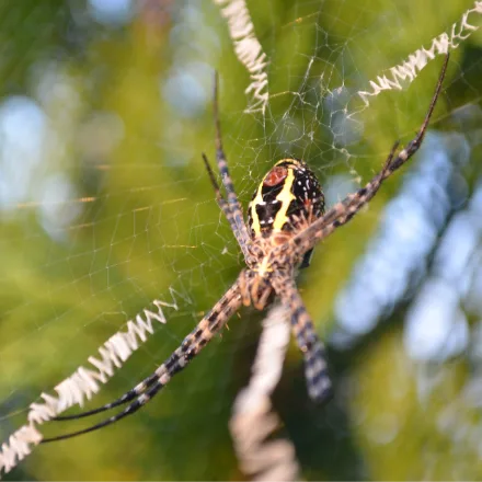 Signature Spider