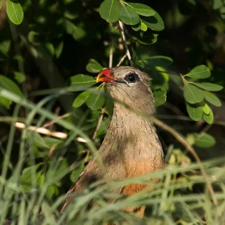 Sirkeer Malkoha