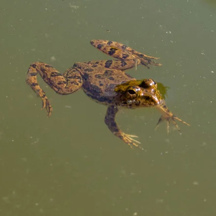 Skittering Frog