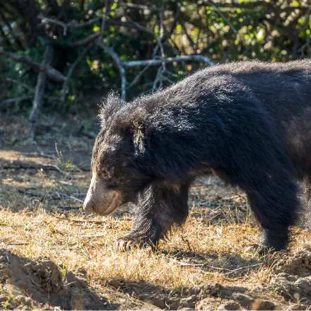 Sloth Bear