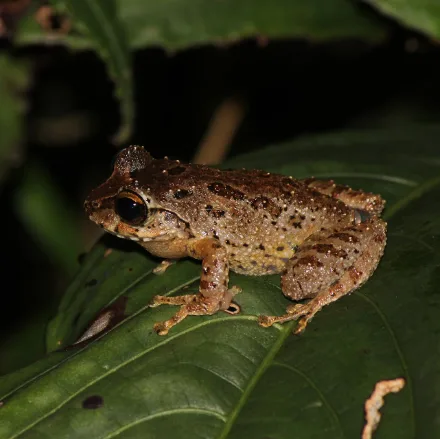 Small-eared Shrub Frog