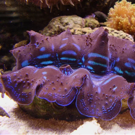 Small Giant Clam