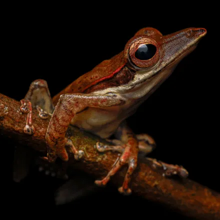 Southern Whipping Frog