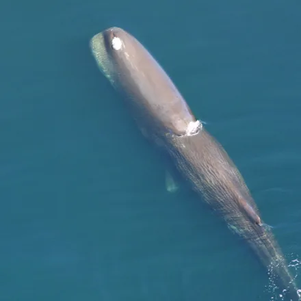Sperm Whale
