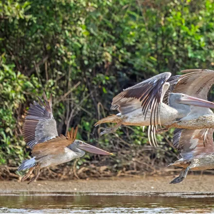 Spot-billed Pelican