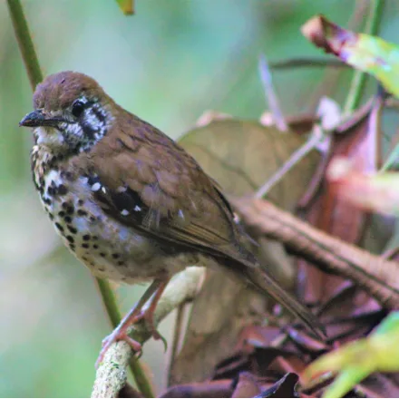 Spot-winged Thrush