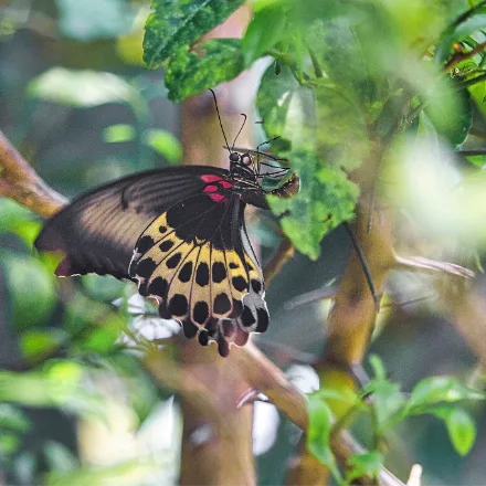 Sri Lanka Birdwing