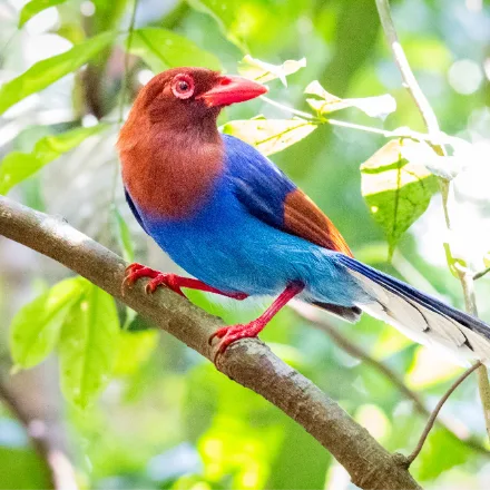 Sri Lanka Blue Magpie