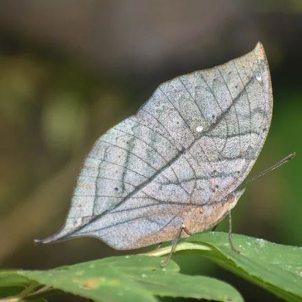 Sri Lanka Blue Oakleaf