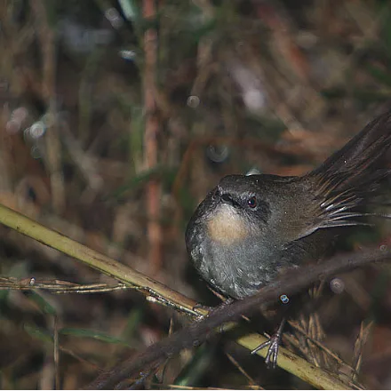 Sri Lanka Bush Warbler