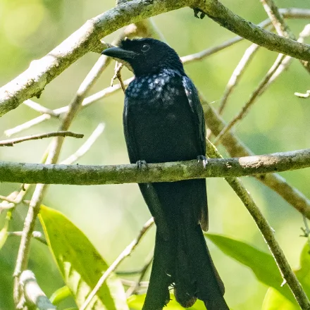 Sri Lanka Drongo