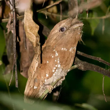 Sri Lanka Frogmouth