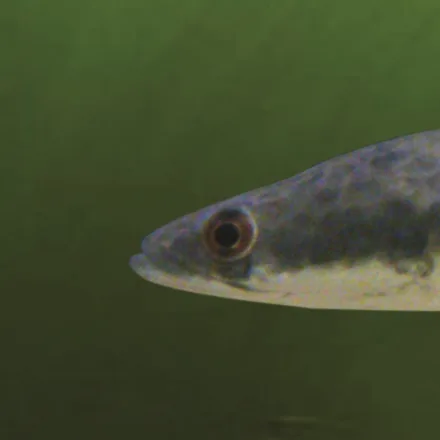 Sri Lanka Giant Snakehead